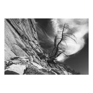 Dead Juniper Tree op de rand van Half Dome Granite Foto Afdruk