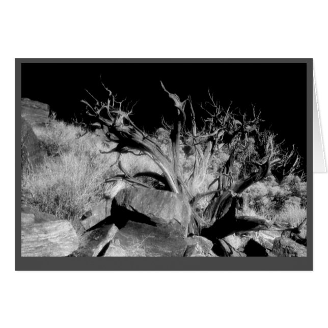 "Deadwood" (Voorkant Horizontaal)