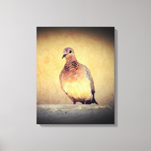 Debonair Dove Canvas Afdruk (Voorkant)