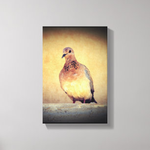 Debonair Dove Canvas Afdruk