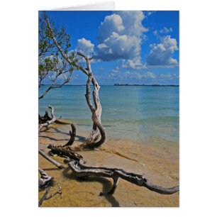 Débris pour aveugler le passage