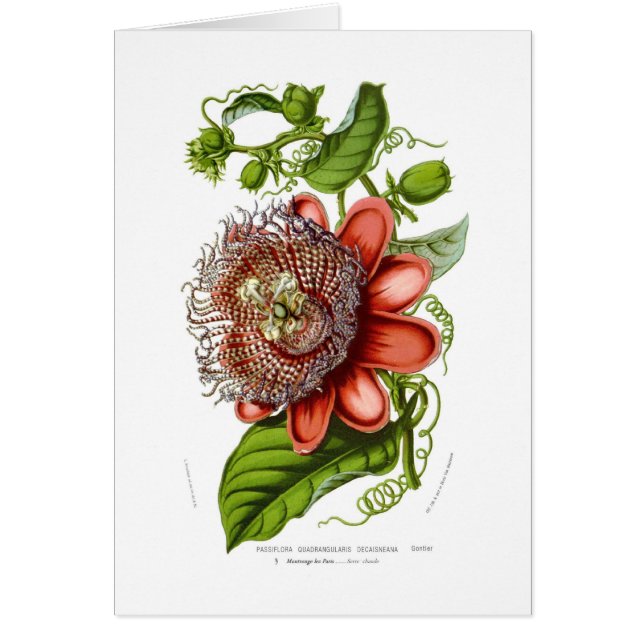 Decaisneana de quadrangularis de passiflore (Devant)