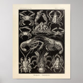 Decapoda Ernst Haeckel Art Print (Voorkant)