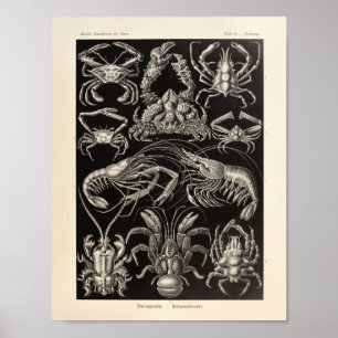  Decapoda Ernst Haeckel Art Print