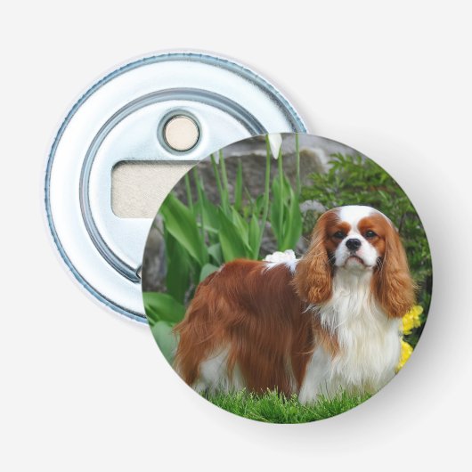 Décapsuleur Blenheim Cavalier King Charles Spaniel Chien Chien (Devant)