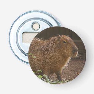 Décapsuleur Capybara