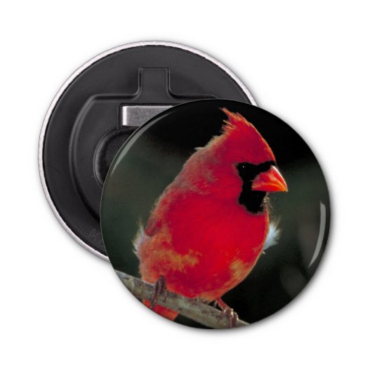 Décapsuleur Cardinal rouge perché sur une branche d'arbre (Devant)