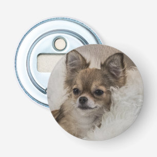 Décapsuleur Chihuahua gâté se relaxant