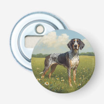 Coonhound à tiquet bleu