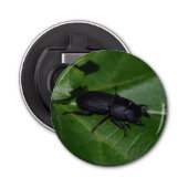 Décapsuleur Dorcus parallelipipedus, le moindre dendroctone du (Devant)