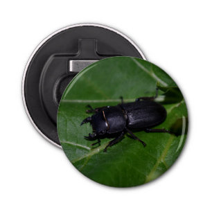 Décapsuleur Dorcus parallelipipedus, le moindre dendroctone du