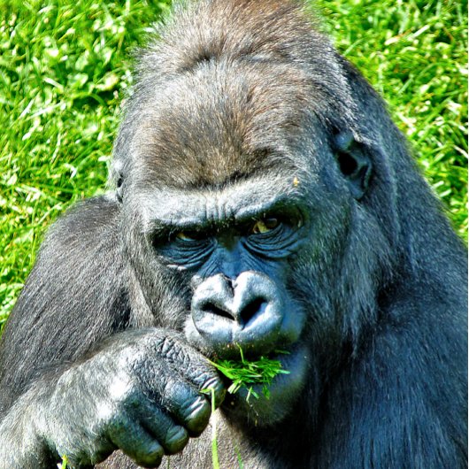 DÉCAPSULEUR GORILLAS