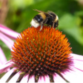 DÉCAPSULEUR LES ABEILLES