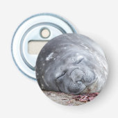 Décapsuleur Phoque d'éléphant dormant (Devant)