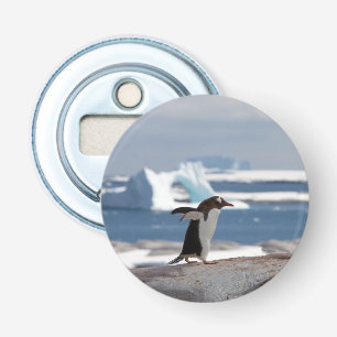 Décapsuleur Pingouin devant une arche de glace