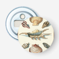 Shell de fantaisie échouent