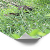 Déchets sauvages en herbe Poster (Coin)