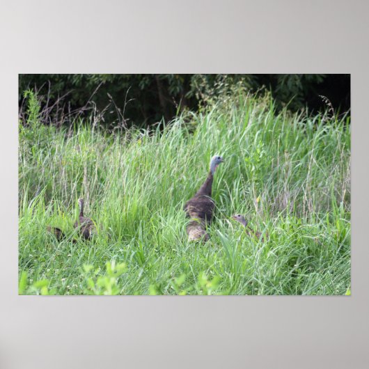 Déchets sauvages en herbe Poster (Devant)