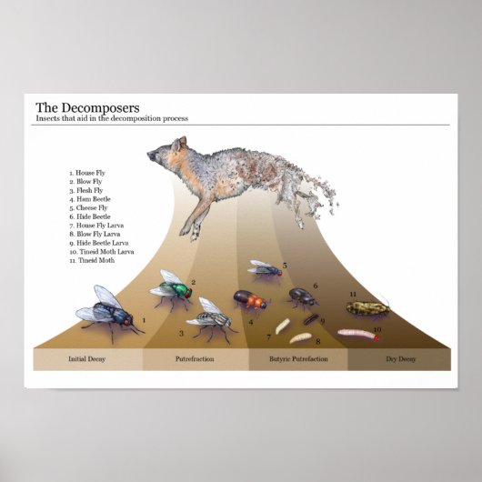 Decomposers afdrukken poster (Voorkant)