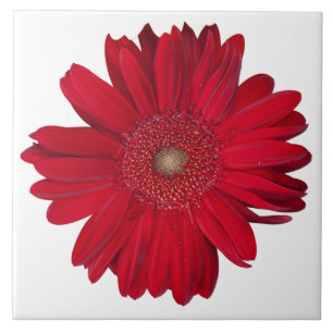 Decoratieve Red Gerber Daisy Close-up foto Tegeltje