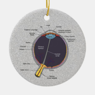 Décoration En Céramique Anatomie des yeux