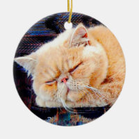 Chat persan orange