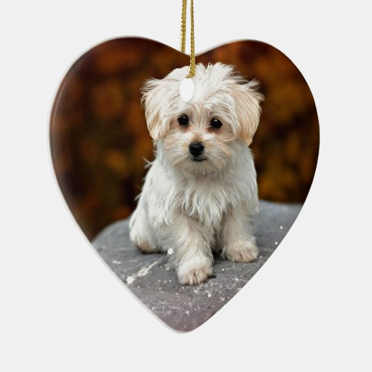 Décoration En Céramique Chiot maltais, mignon et câliné (Droite)