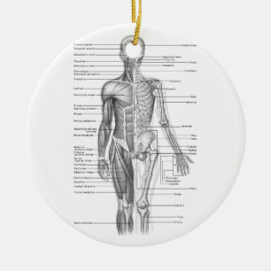 Décoration En Céramique Diagramme humain d'anatomie