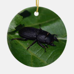 Décoration En Céramique Dorcus parallelipipedus, le moindre dendroctone du