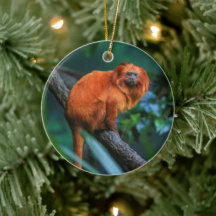 Golden Lion Tamarin