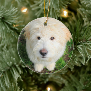 Décoration En Céramique Goldendoodle Puppy regarde l'appareil photo