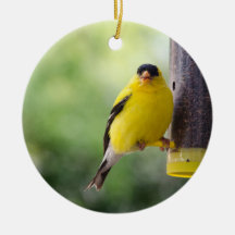 Goldfinch