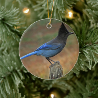 Décoration En Céramique Jay de Steller (Cyanocitta stelleri)