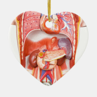 Décoration En Céramique Modèle humain de corps de torse avec des organes
