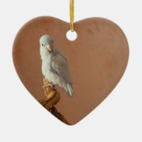 Parrotlet blanc