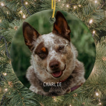Photo de Noël d'animal de compagnie