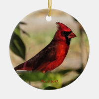 Photographie du cardinal masculin de Red bird