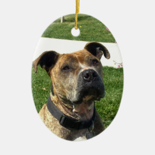 Décoration En Céramique Pitbull