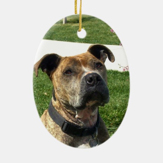 Décoration En Céramique Pitbull (Dos)