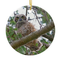 Regarder de hibou de bébé