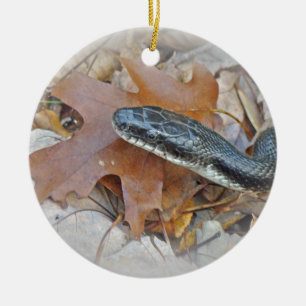 Décoration En Céramique Serpent de rat noir - obsoleta d'obsoleta d'Elaphe