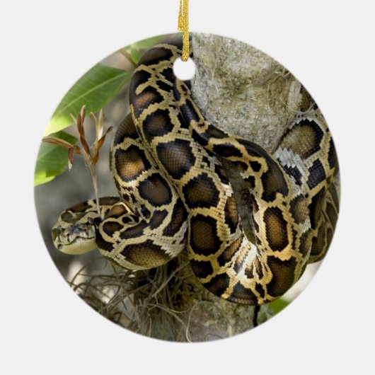 Décoration En Céramique Serpent python birman dans un arbre (Dos)