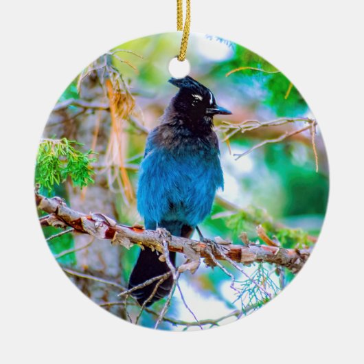 Décoration En Céramique Steller's Jay - Photographie originale (Devant)