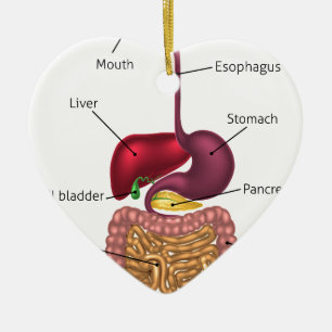Décoration En Céramique Système humain de tube digestif