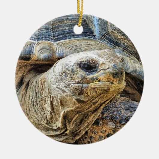 DÉCORATION EN CÉRAMIQUE TORTOISE (Devant)