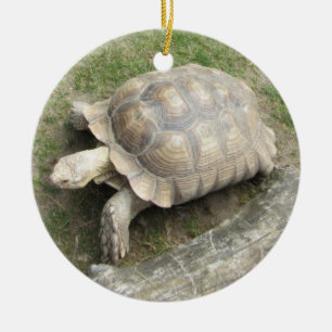 Décoration En Céramique Tortue