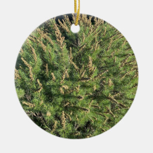 Décoration En Céramique Une Californie florissante : Sagebrush