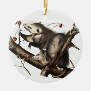 Décoration En Céramique Virginian Opossum Didelphis Virginia Illustration