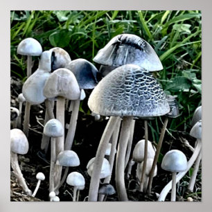 Décoration murale de poster de champignon