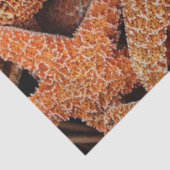 Decoupage van zeesterren fotografie tissuepapier (Detail)